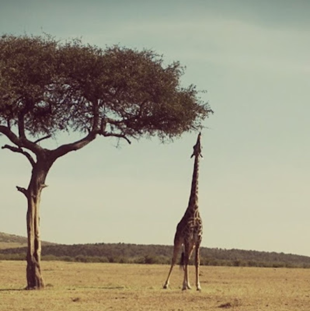 Meet your Posher, Laura